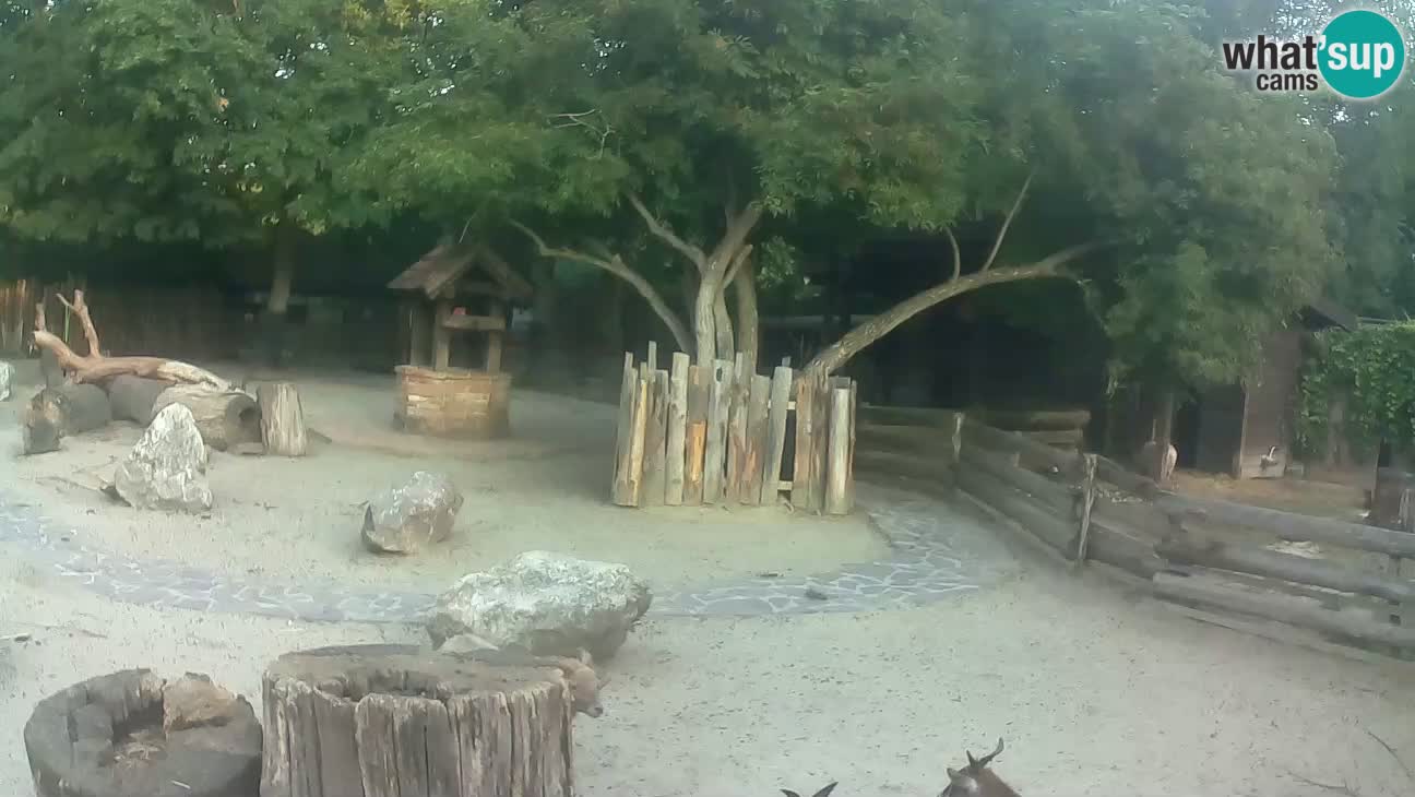 Zoo Zagreb –  Mono maicero