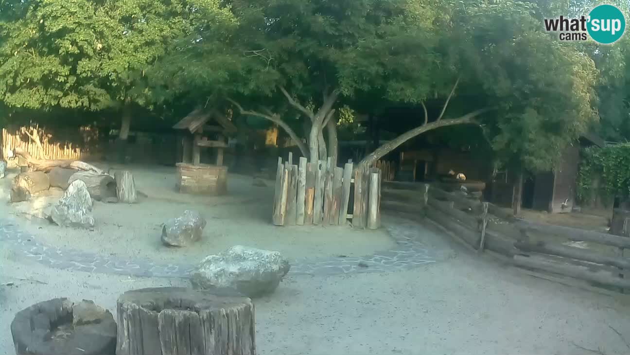 Zoo Zagreb –  Mono maicero