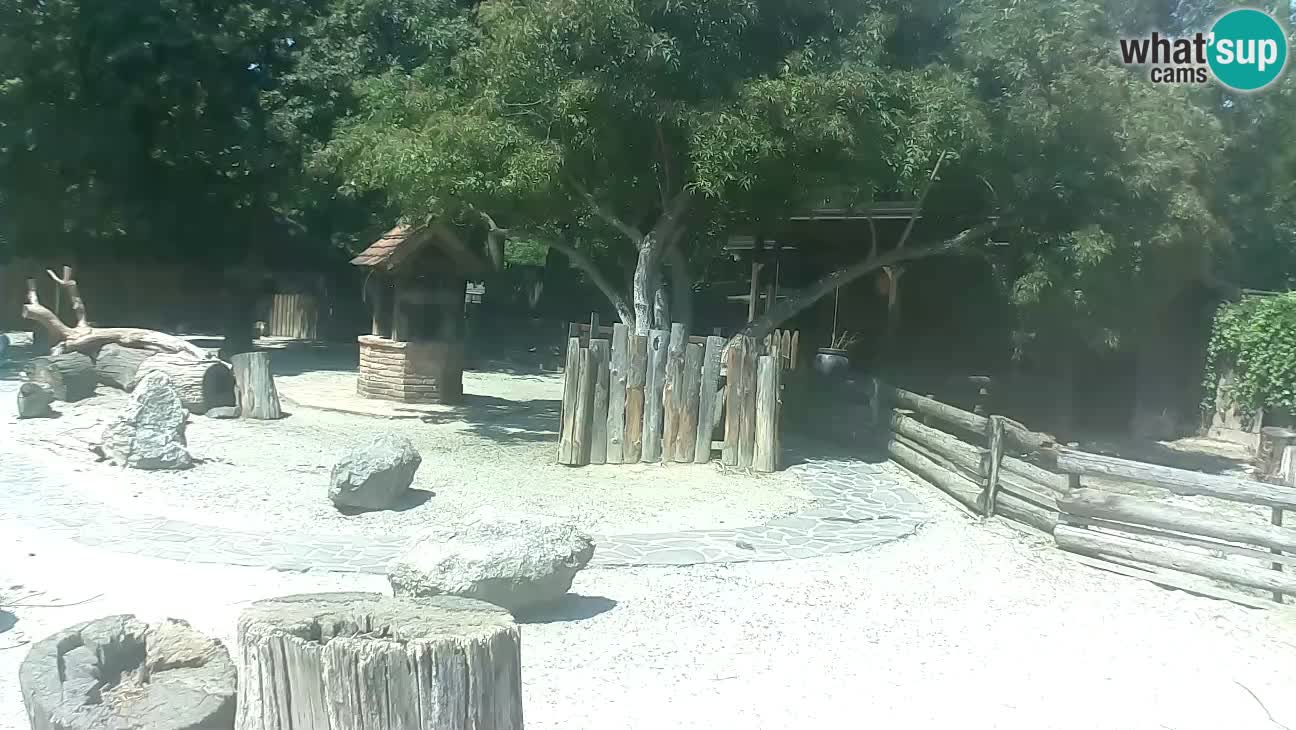 Zoo Zagreb – Cebus apella