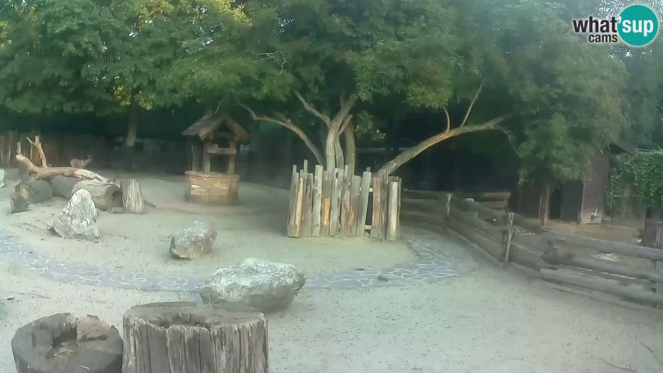 Zoo Zagreb – Cebus apella