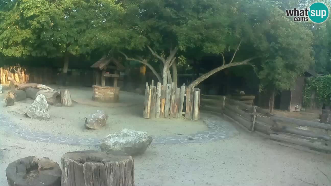 Zoo Zagreb – Brown Capuchin