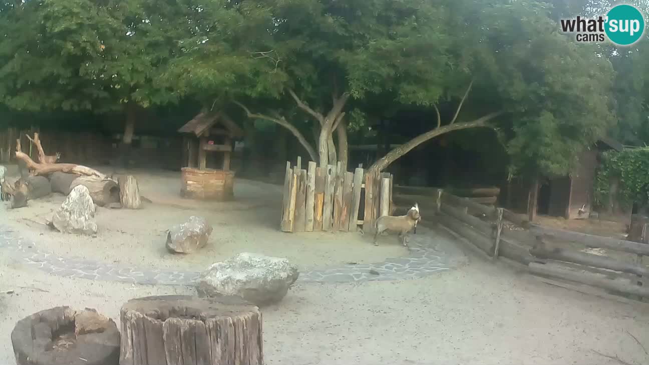 Zoo Zagreb – Brown Capuchin