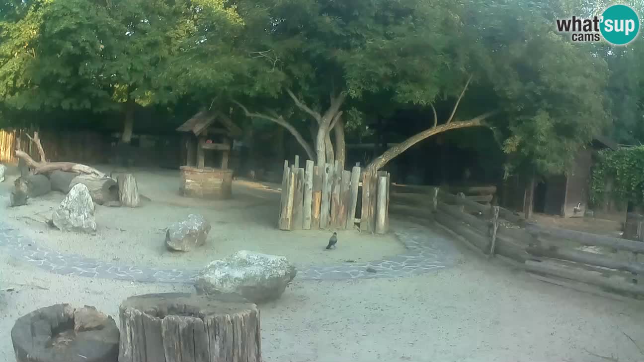 Zoo Zagreb – Brown Capuchin