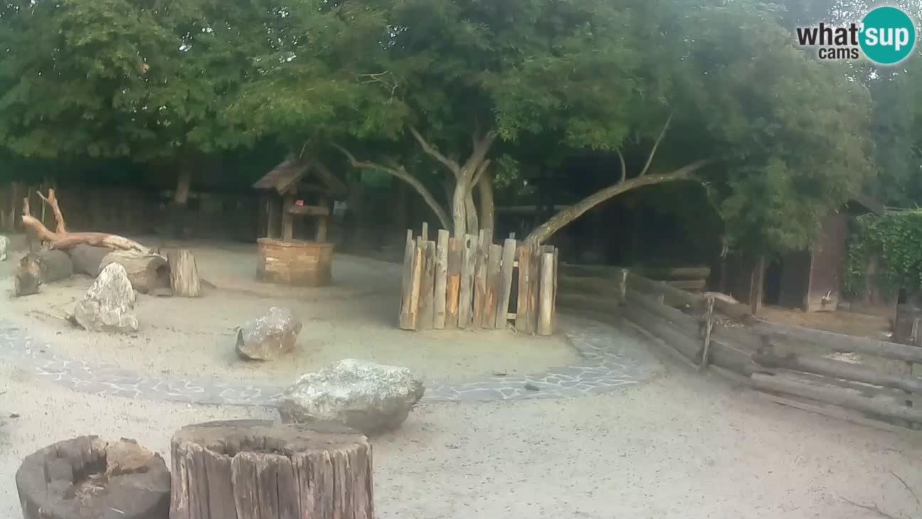 Zoo Zagreb – Rjava kapucinka