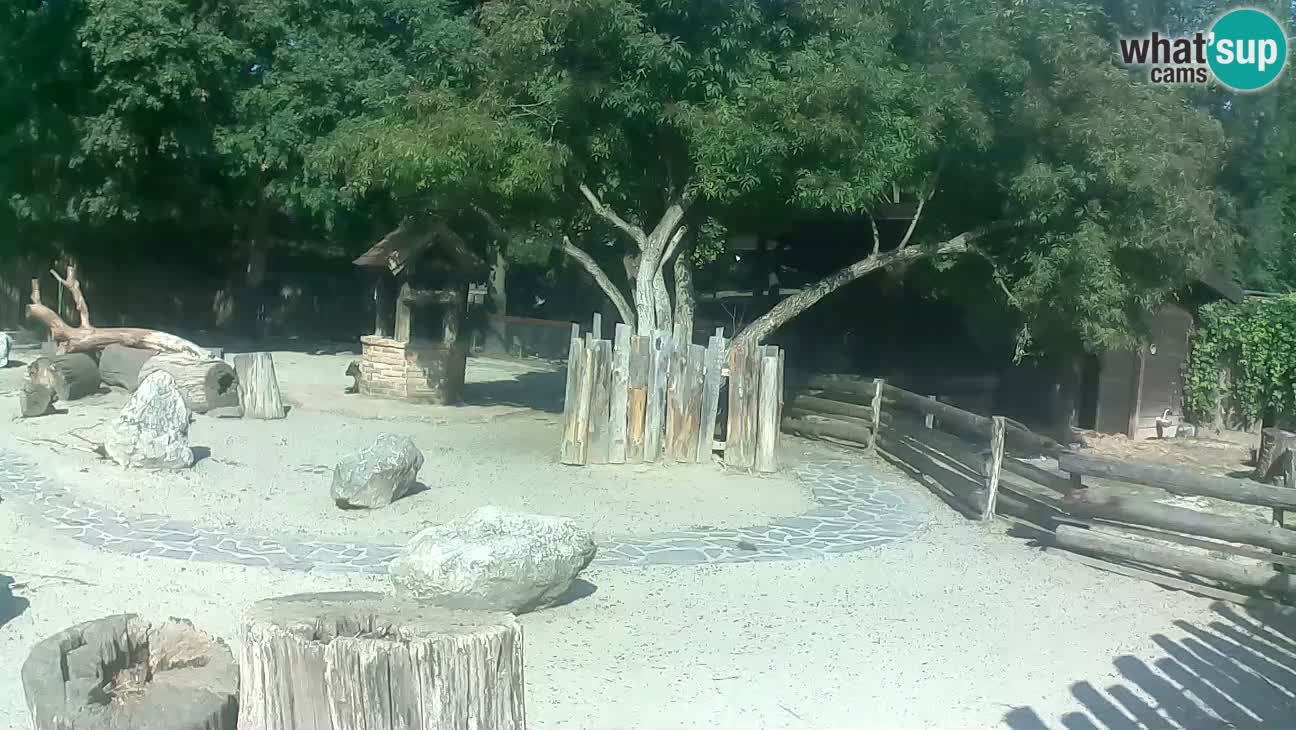 Zoo Zagreb – Brown Capuchin
