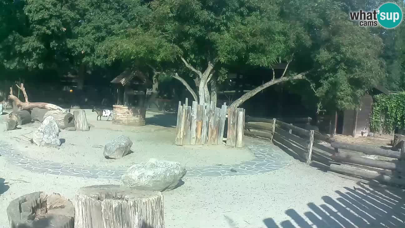 Zoo Zagreb – Rjava kapucinka