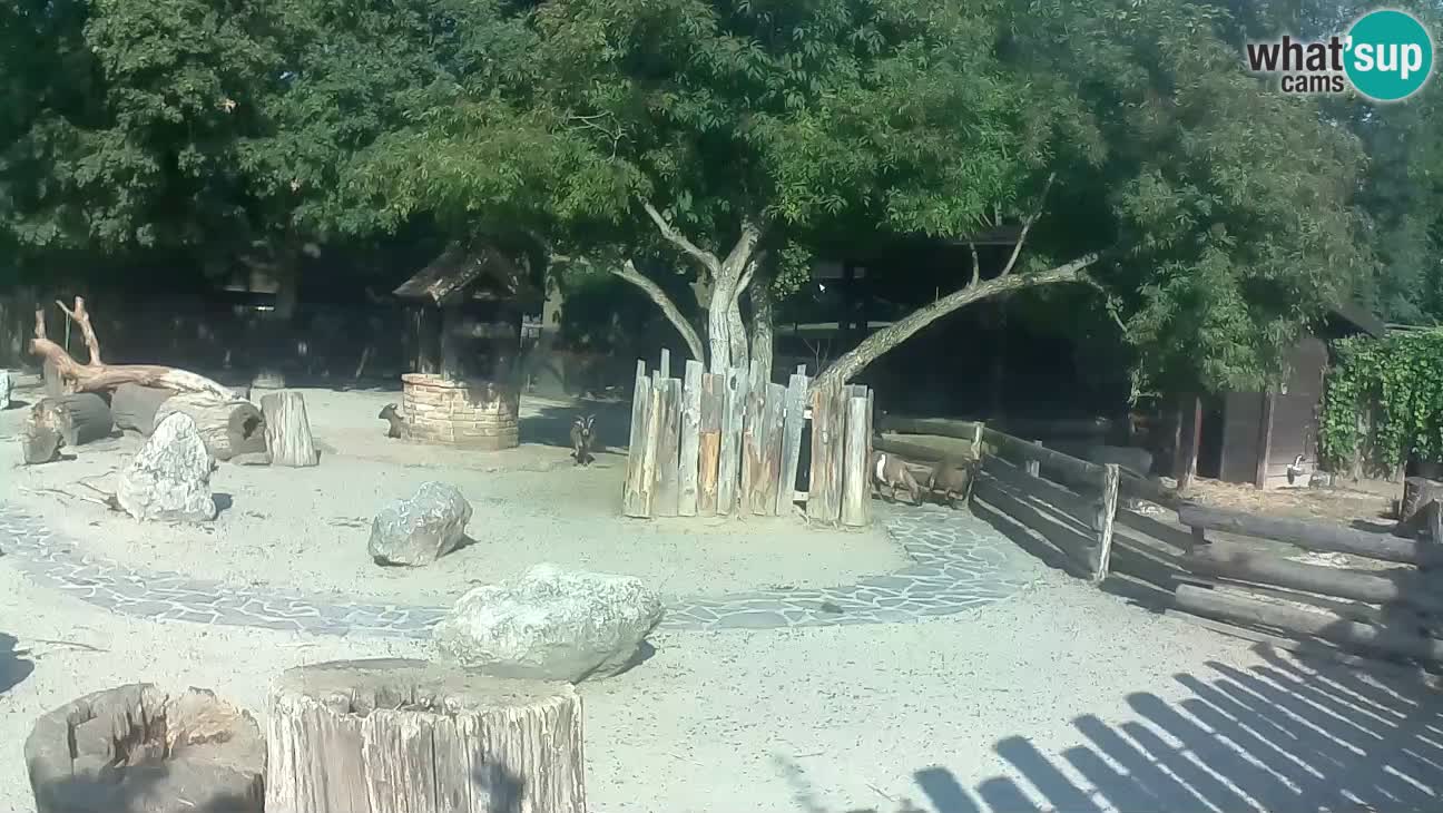 Zoo Zagreb – Rjava kapucinka