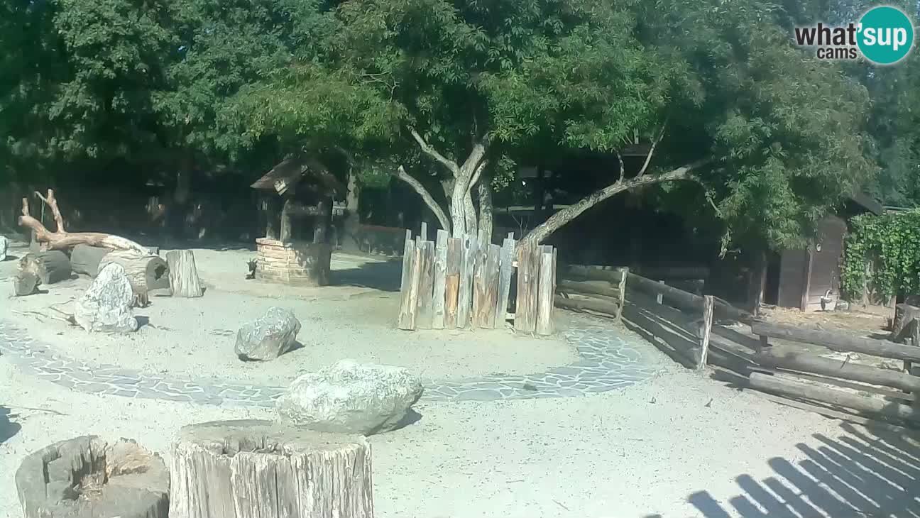 Zoo Zagreb – Cebo dai cornetti
