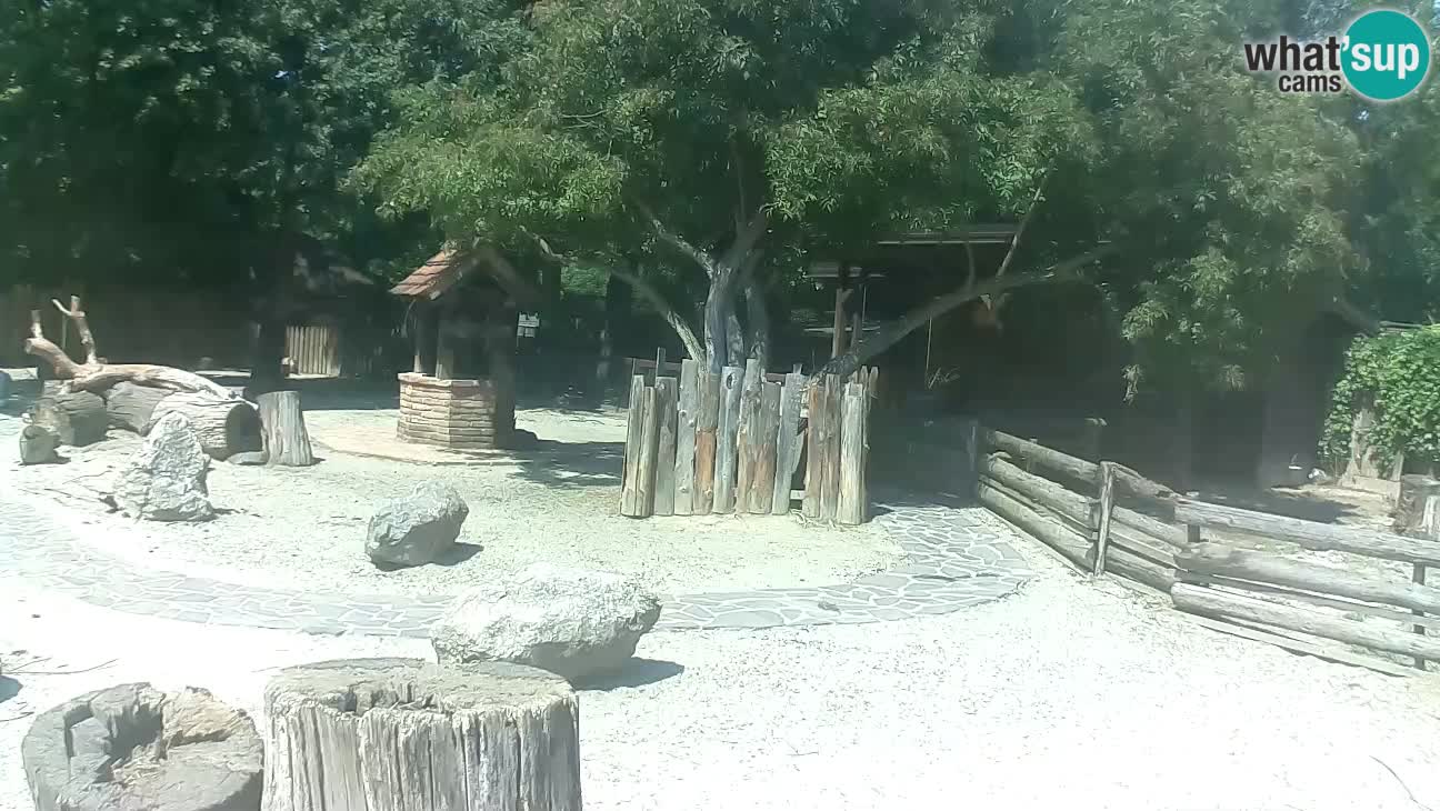 Zoo Zagreb – Brown Capuchin