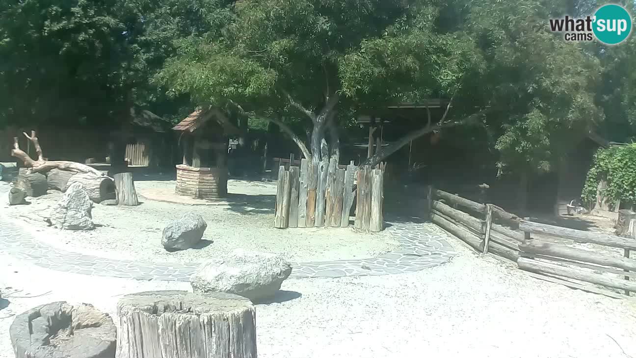 Zoo Zagreb – Cebus apella