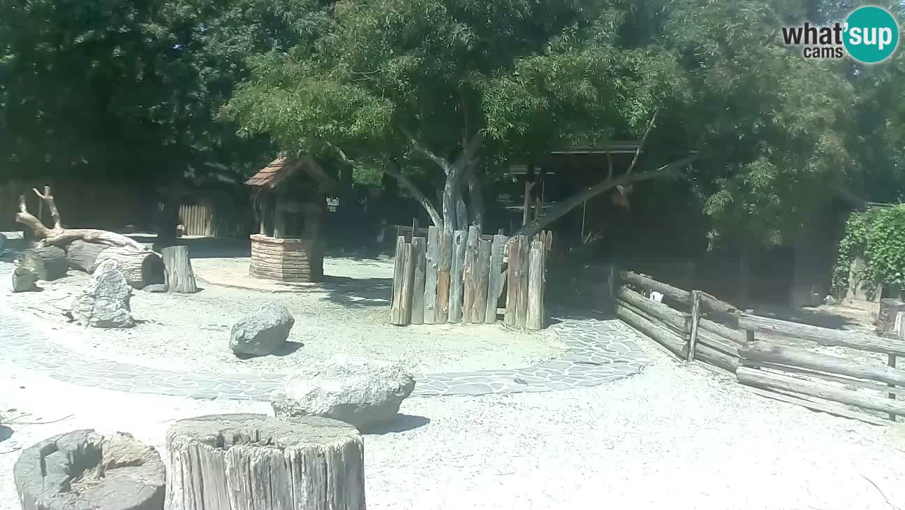 Zoo Zagreb – Brown Capuchin