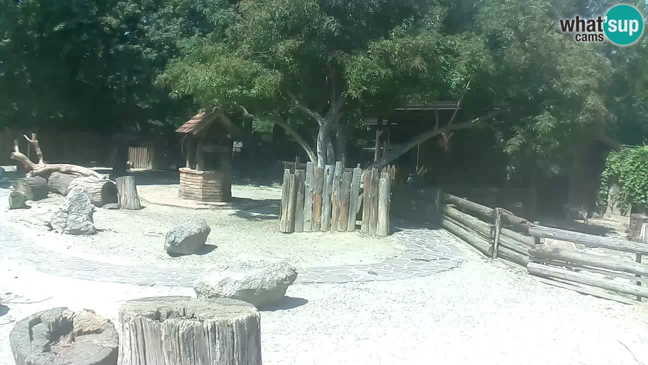 Zoo Zagreb – Brown Capuchin