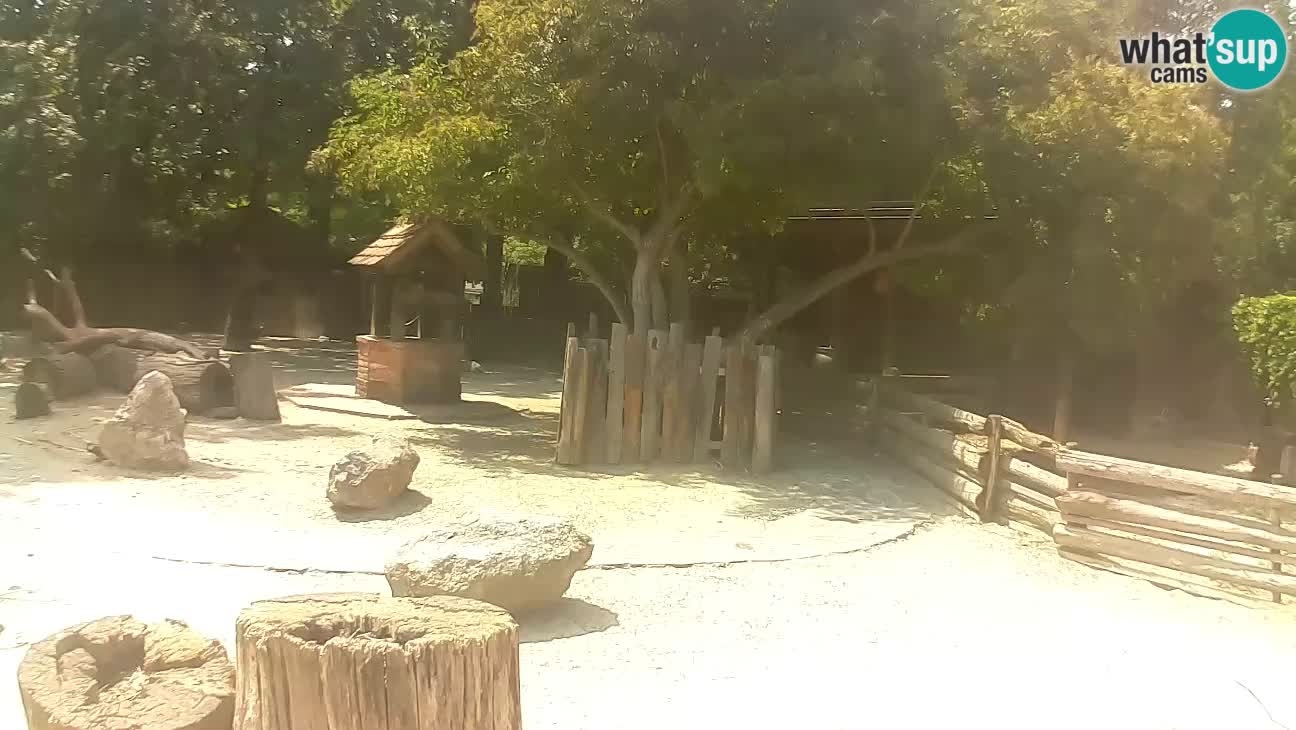 Zoo Zagreb – Cebus apella