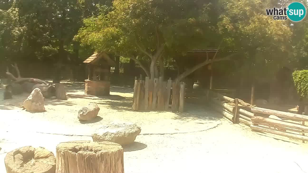 Zoo Zagreb – Brown Capuchin