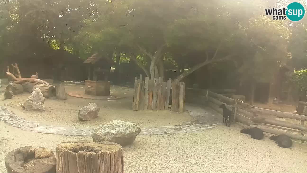 Zoo Zagreb – Cebus apella