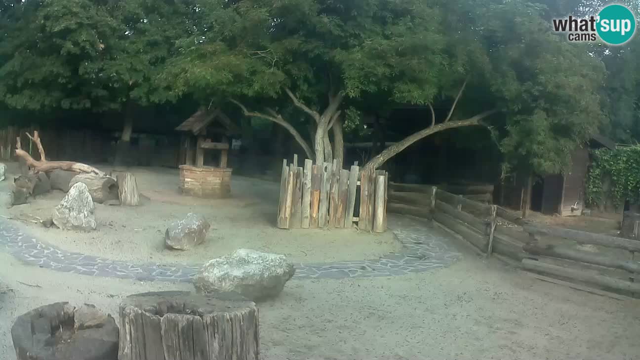 Zoo Zagreb – Brown Capuchin