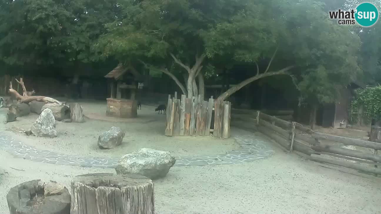 Zoo Zagreb – Rjava kapucinka
