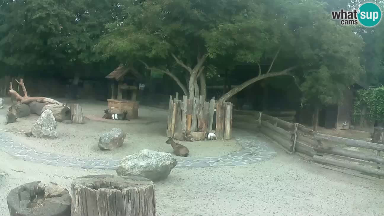 Zoo Zagreb – Rjava kapucinka