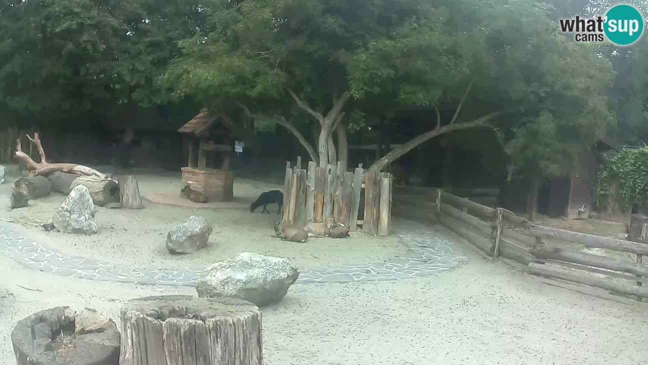 Zoo Zagreb – Cebo dai cornetti