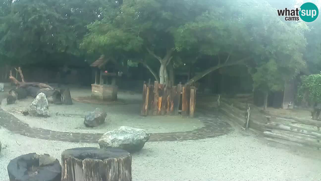 Zoo Zagreb – Haubenkapuziner
