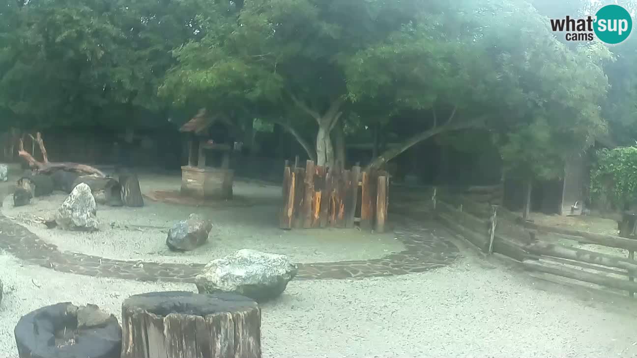 Zoo Zagreb – Rjava kapucinka