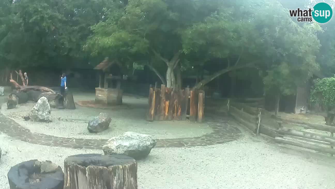 Zoo Zagreb – Rjava kapucinka