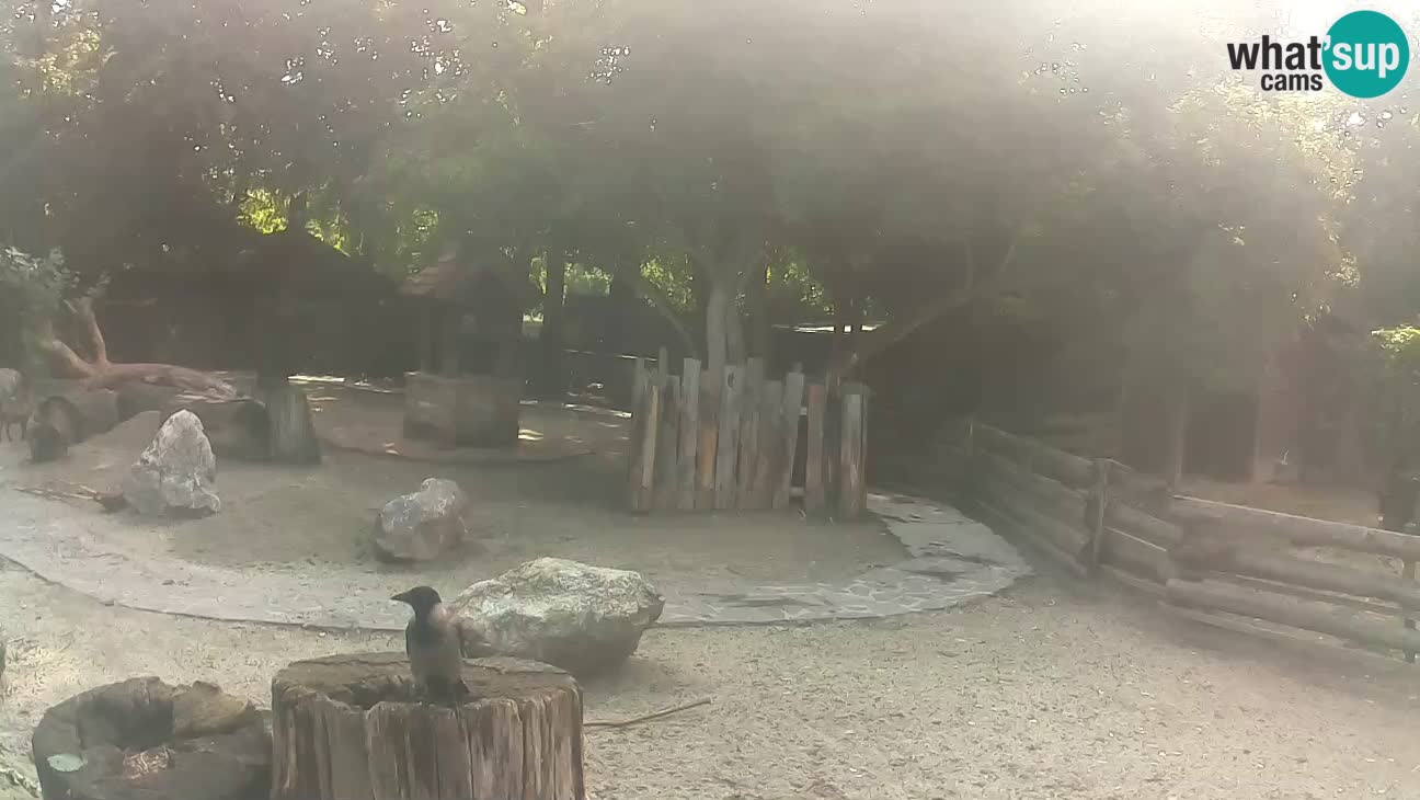 Zoo Zagreb – Brown Capuchin