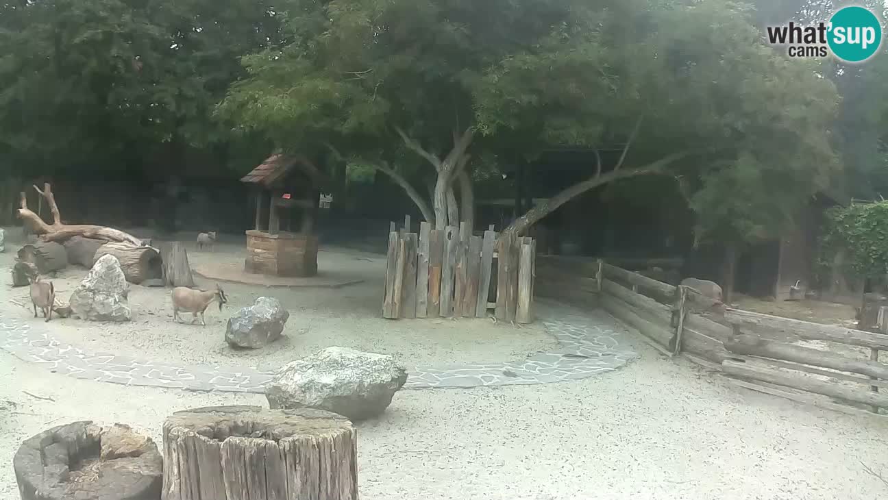 Zoo Zagreb – Cebus apella