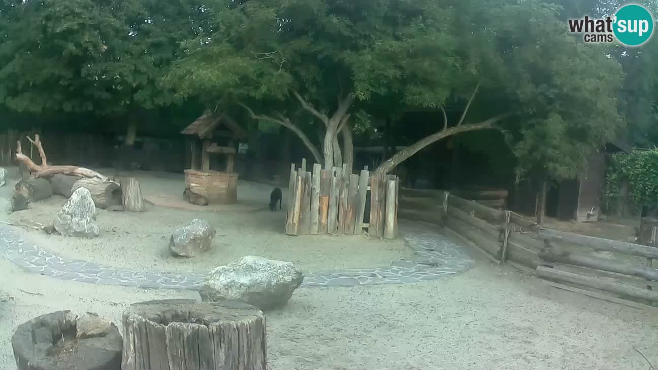 Zoo Zagreb – Haubenkapuziner