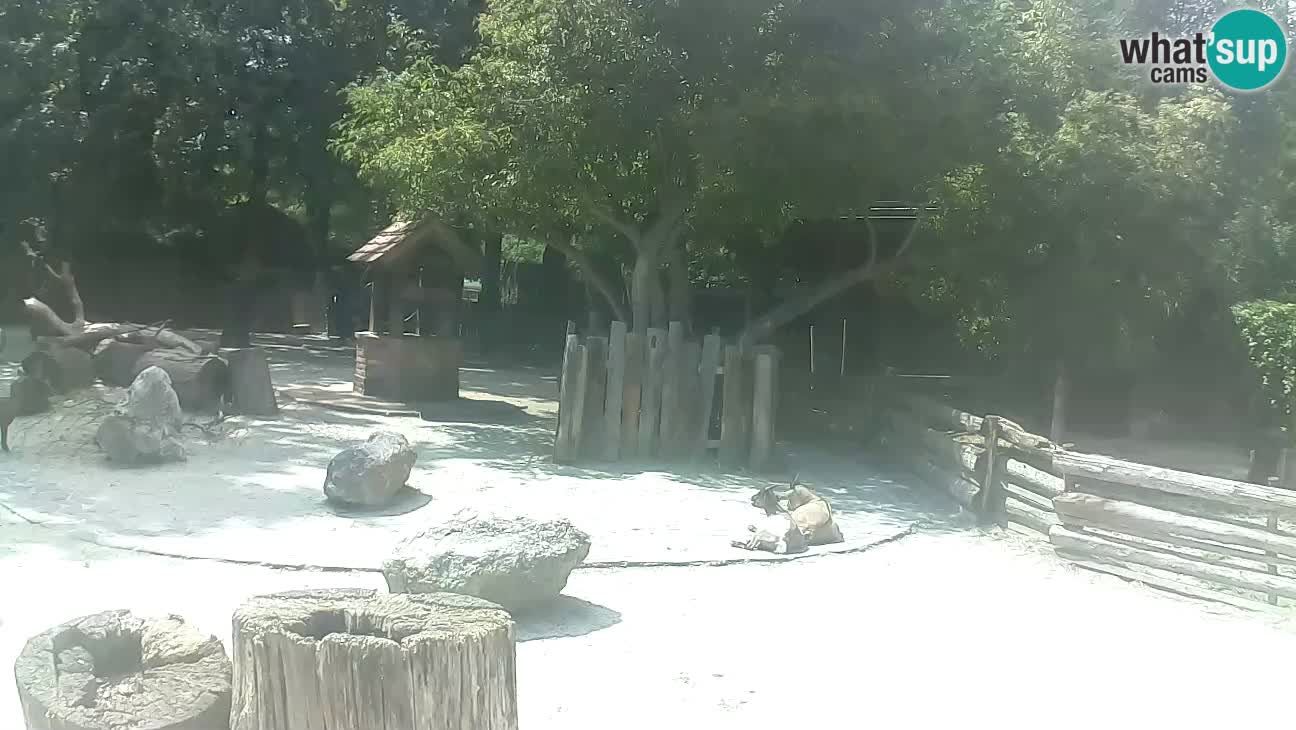 Zoo Zagreb – Cebus apella