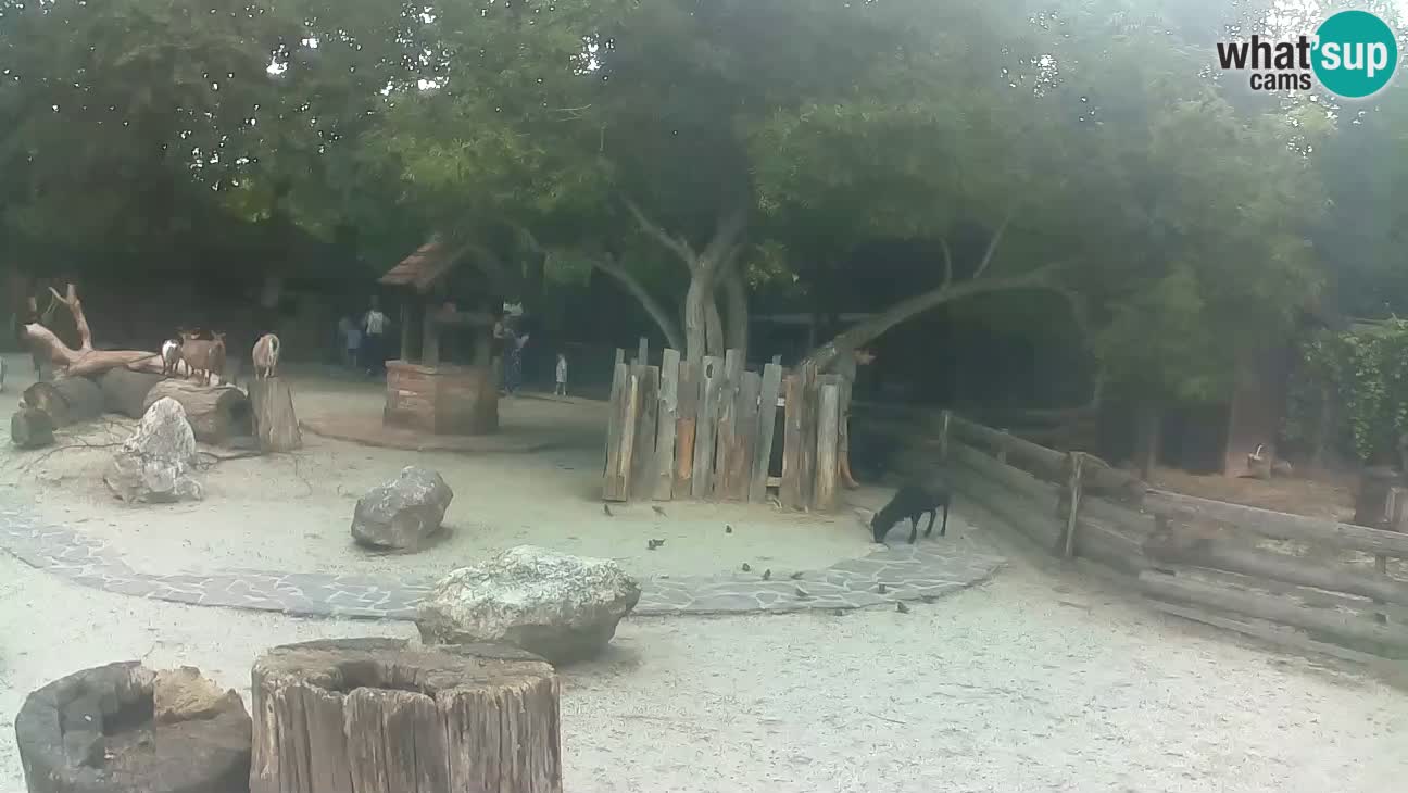 Zoo Zagreb – Cebo dai cornetti