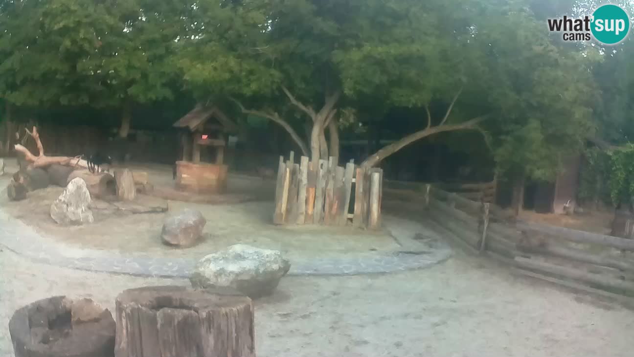 Zoo Zagreb – Brown Capuchin