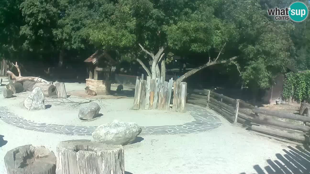 Zoo Zagreb – Brown Capuchin