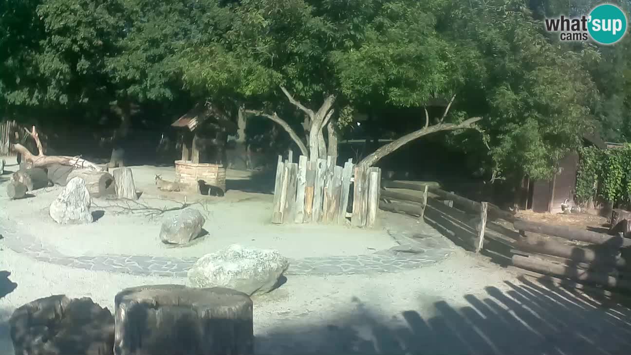 Zoo Zagreb – Cebo dai cornetti