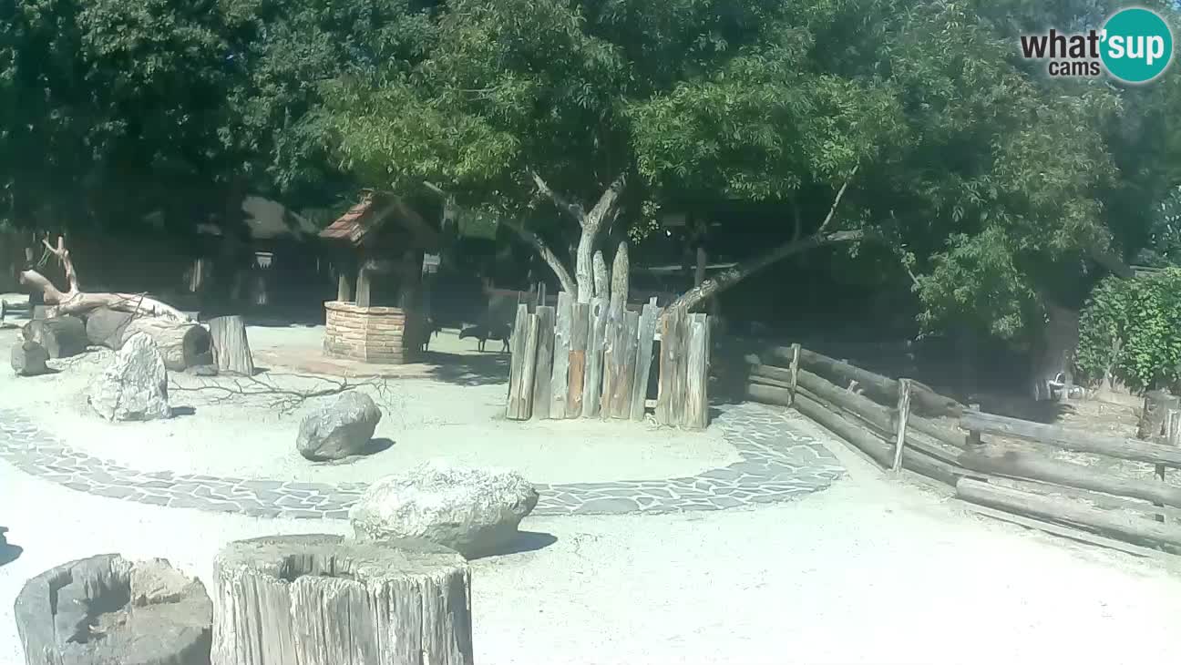 Zoo Zagreb – Rjava kapucinka
