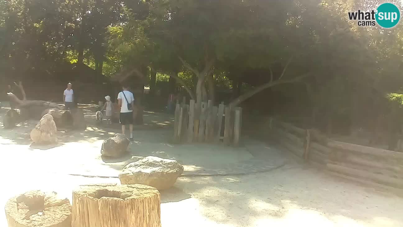 Zoo Zagreb – Brown Capuchin