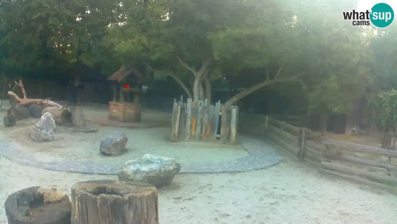 Zoo Zagreb – Brown Capuchin