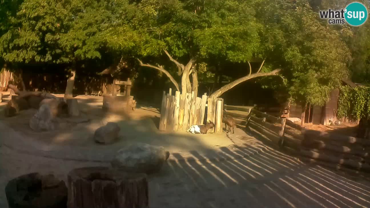 Zoo Zagreb – Cebo dai cornetti