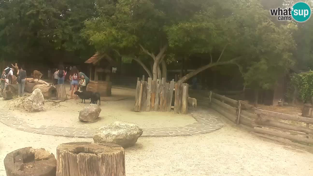 Zoo Zagreb – Brown Capuchin