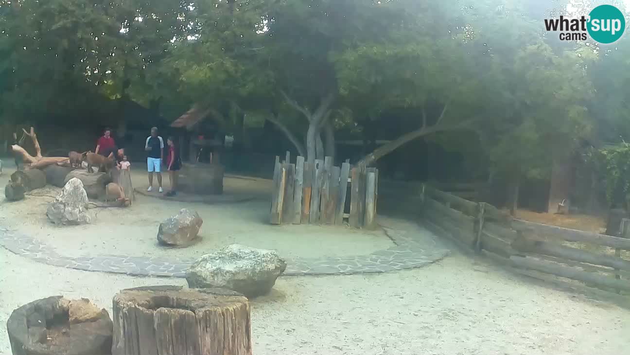 Zoo Zagreb – Rjava kapucinka