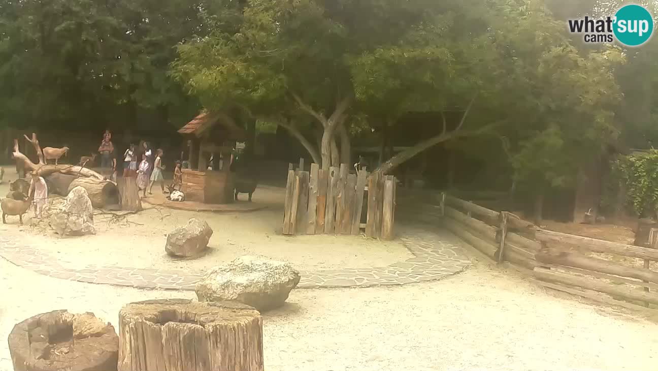 Zoo Zagreb – Brown Capuchin