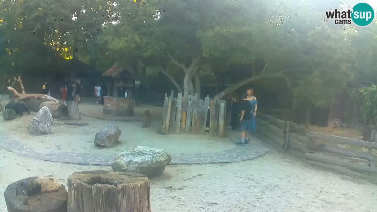 Zoo Zagreb – Haubenkapuziner