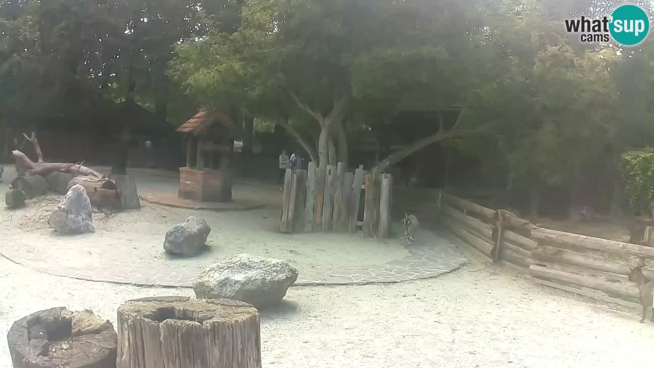 Zoo Zagreb – Rjava kapucinka