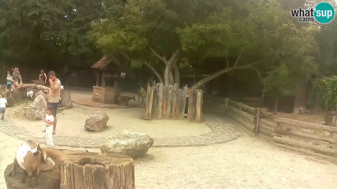 Zoo Zagreb –  Mono maicero