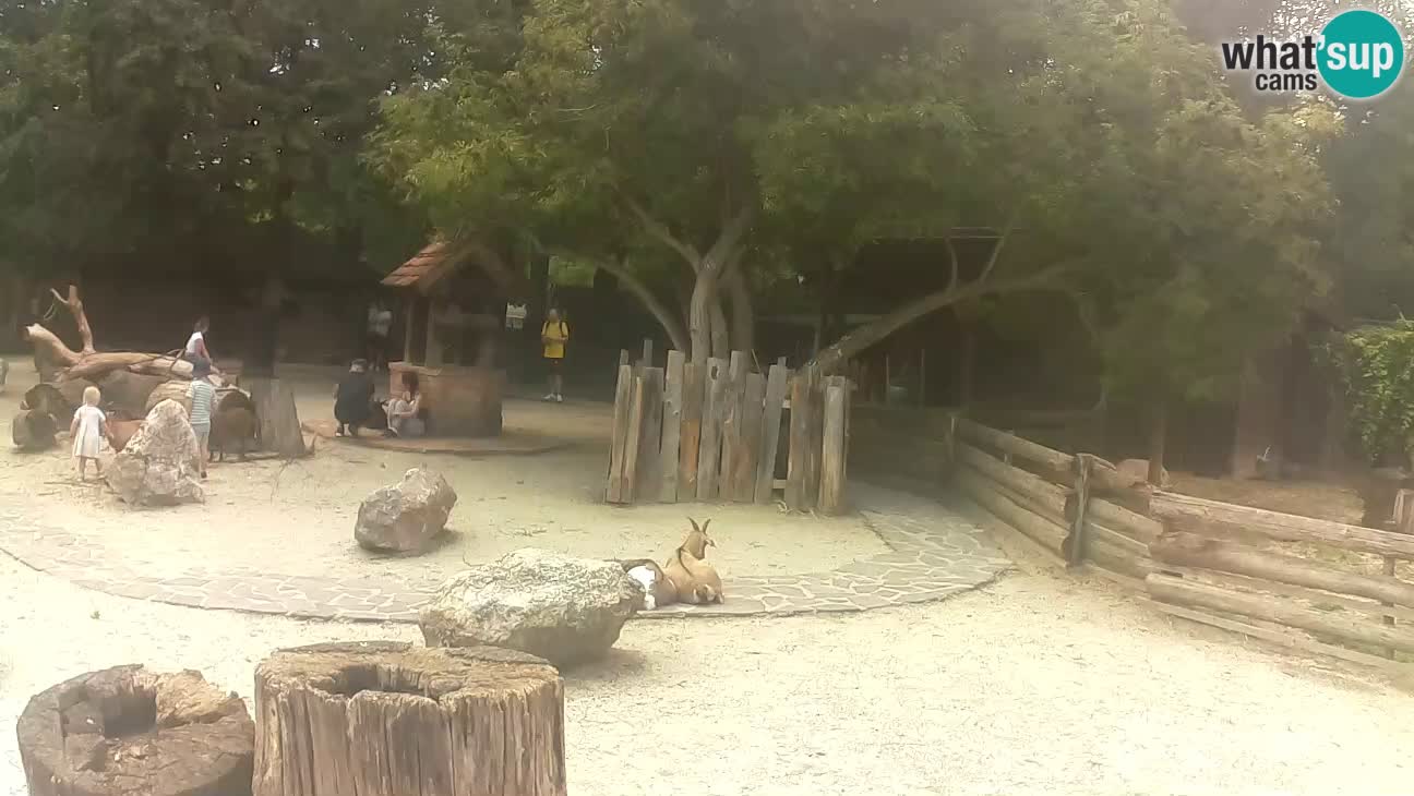 Zoo Zagreb – Rjava kapucinka