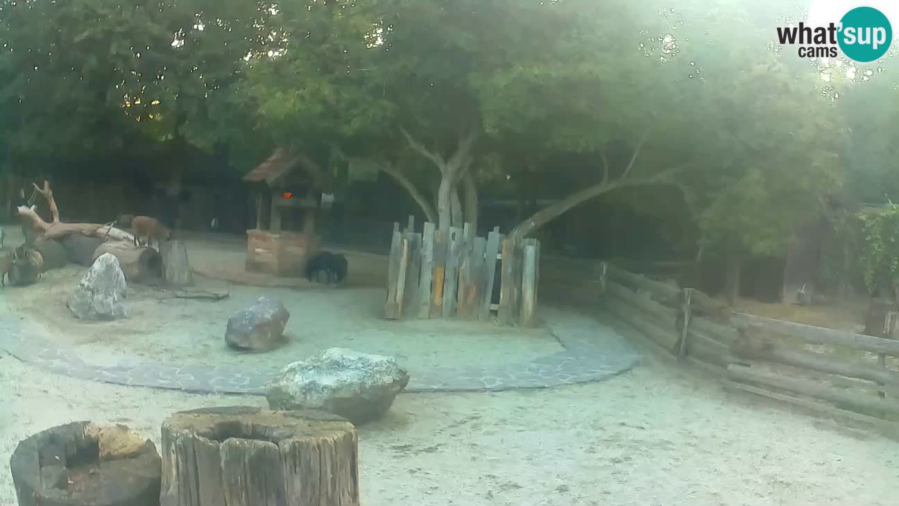 Zoo Zagreb – Cebus apella