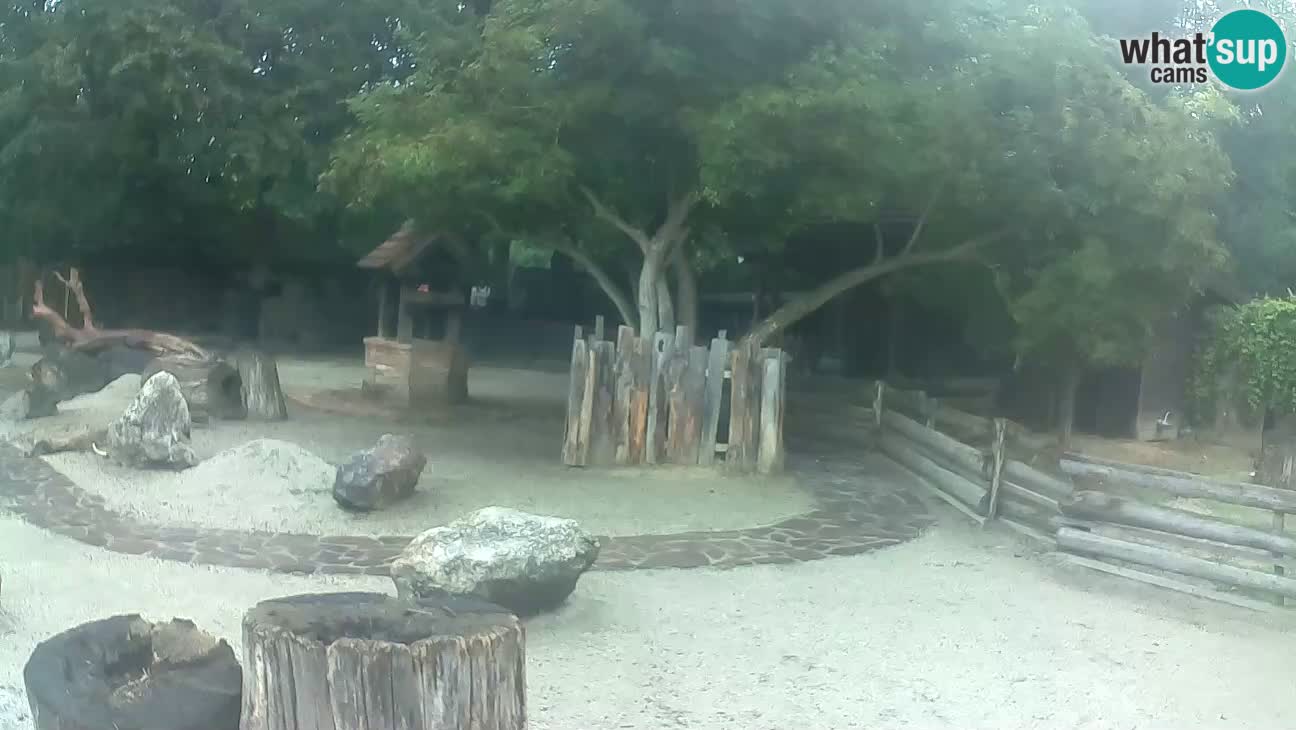 Zoo Zagreb – Brown Capuchin