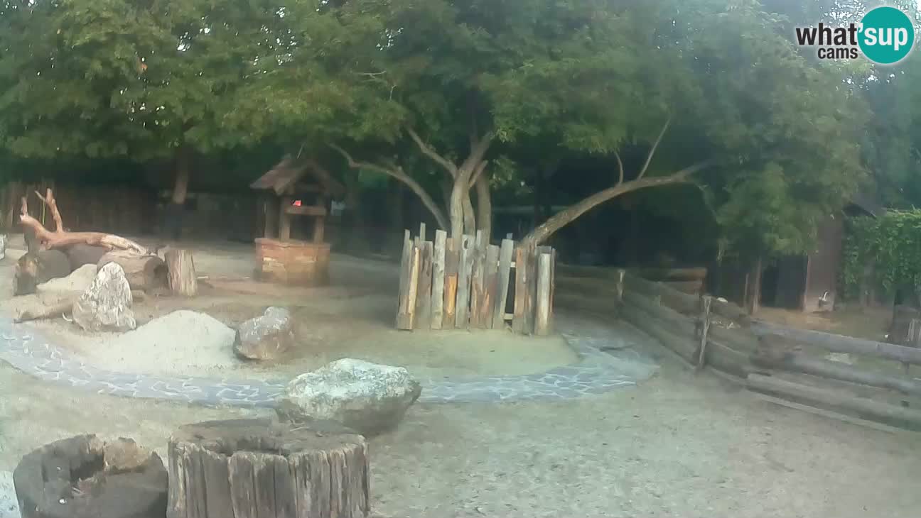Zoo Zagreb – Cebus apella