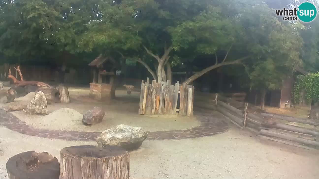 Zoo Zagreb – Cebo dai cornetti
