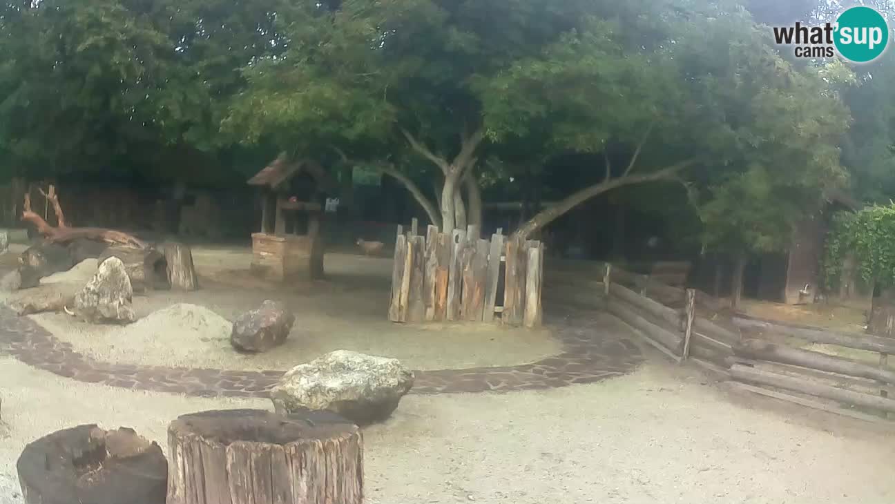 Zoo Zagreb – Brown Capuchin